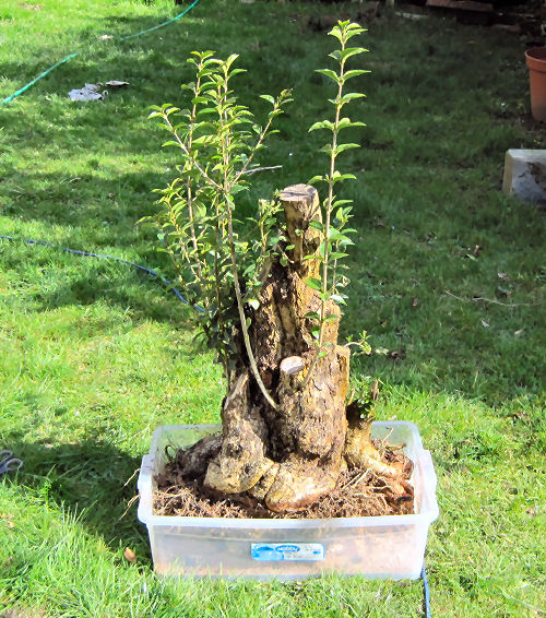 the tree in its new pot